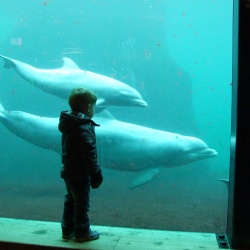 2010 Dolfinarium